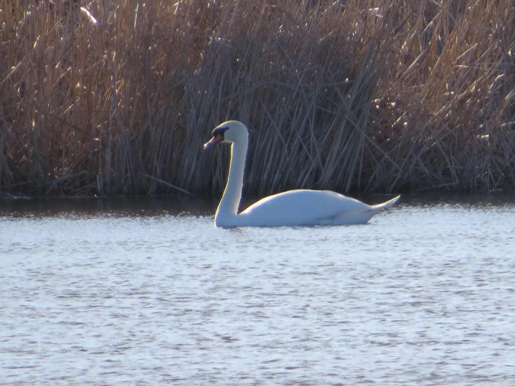 Mute Swan