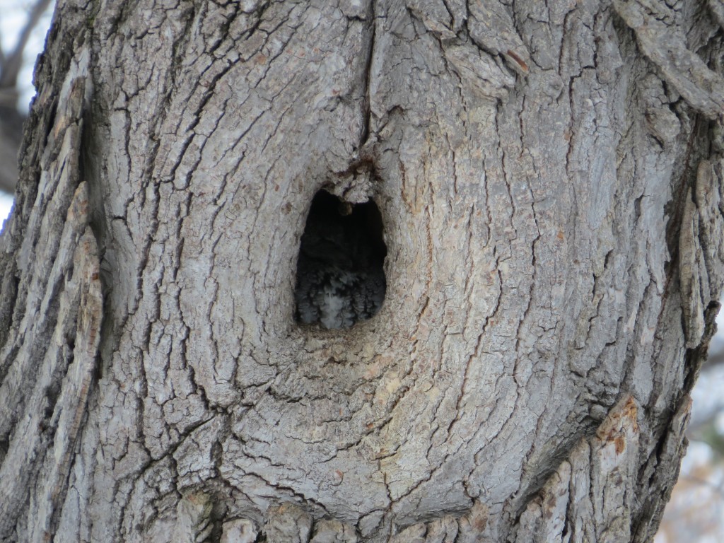 Eastern Screech-Owl