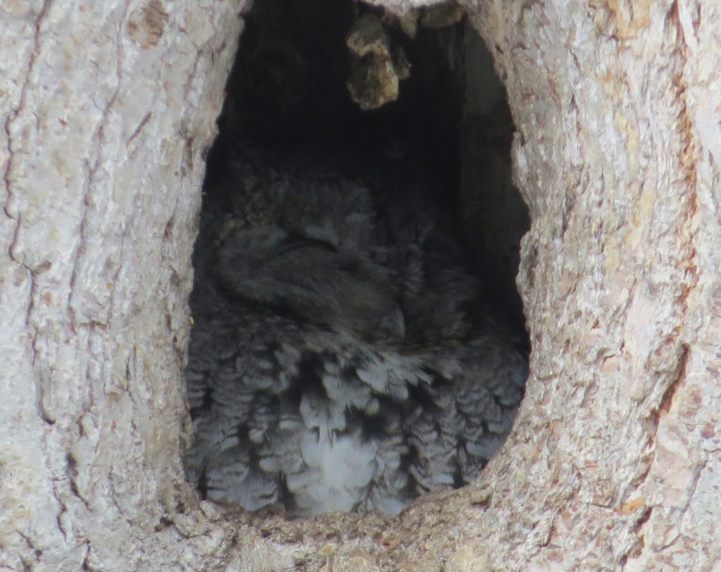 Eastern Screech-Owl