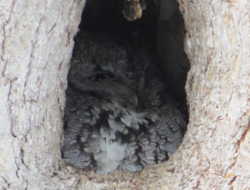 Eastern Screech-Owl