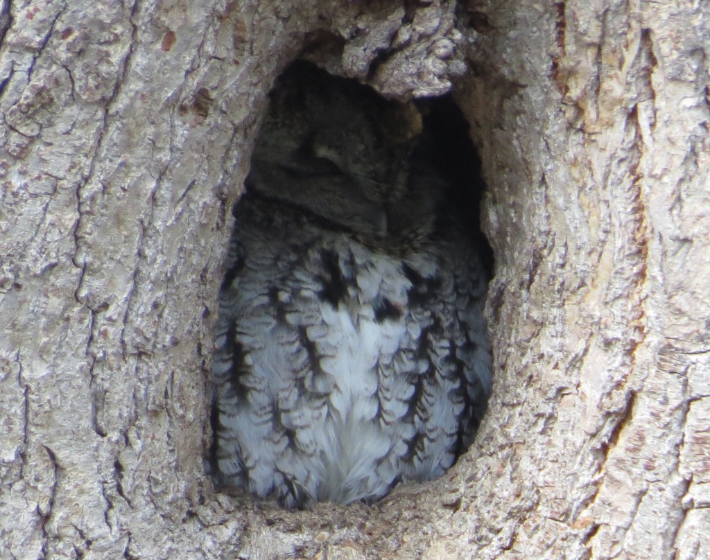 Eastern Screech-Owl