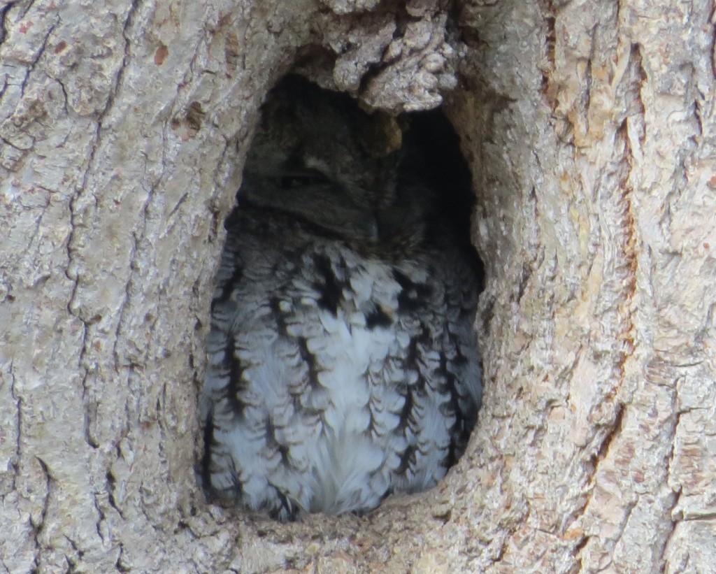 Eastern Screech-Owl