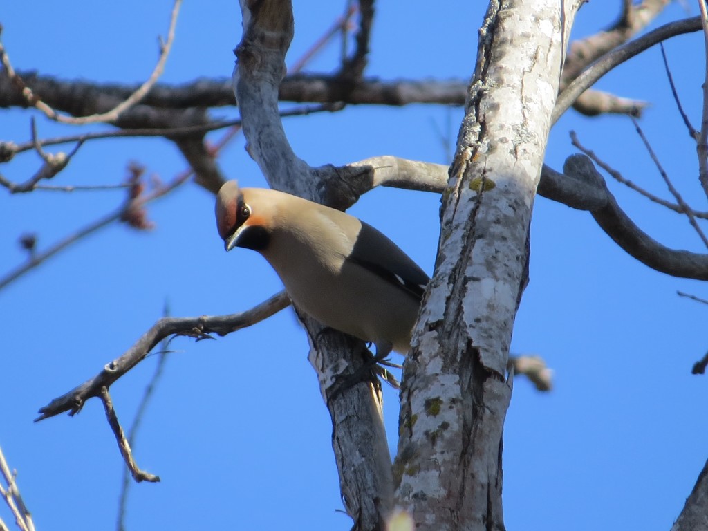 Bohemian Waxwing