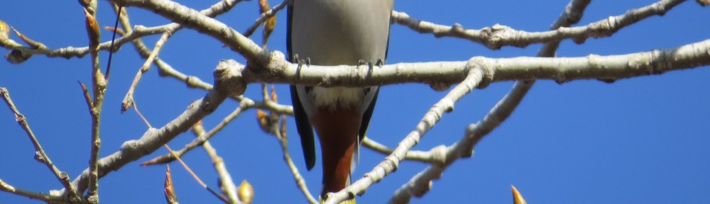 Bohemian Waxwing