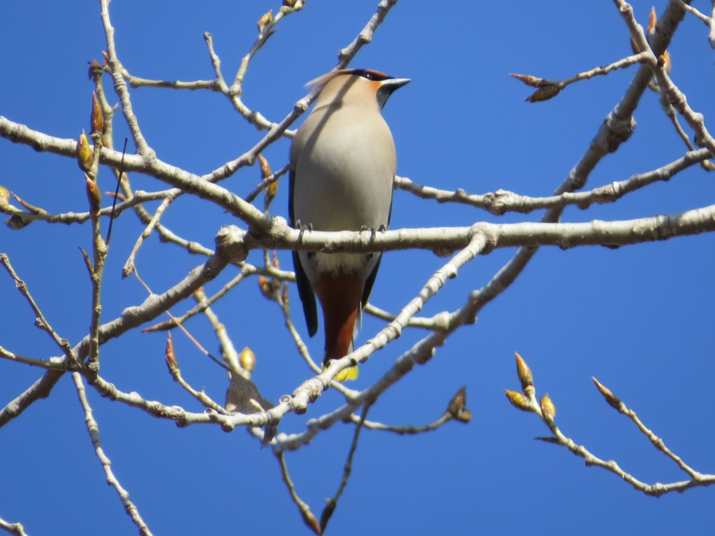 Bohemian Waxwing