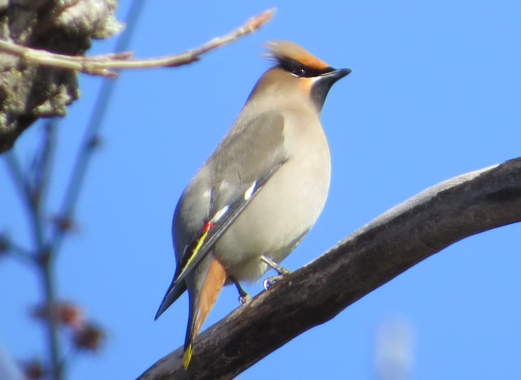 Bohemian Waxwing