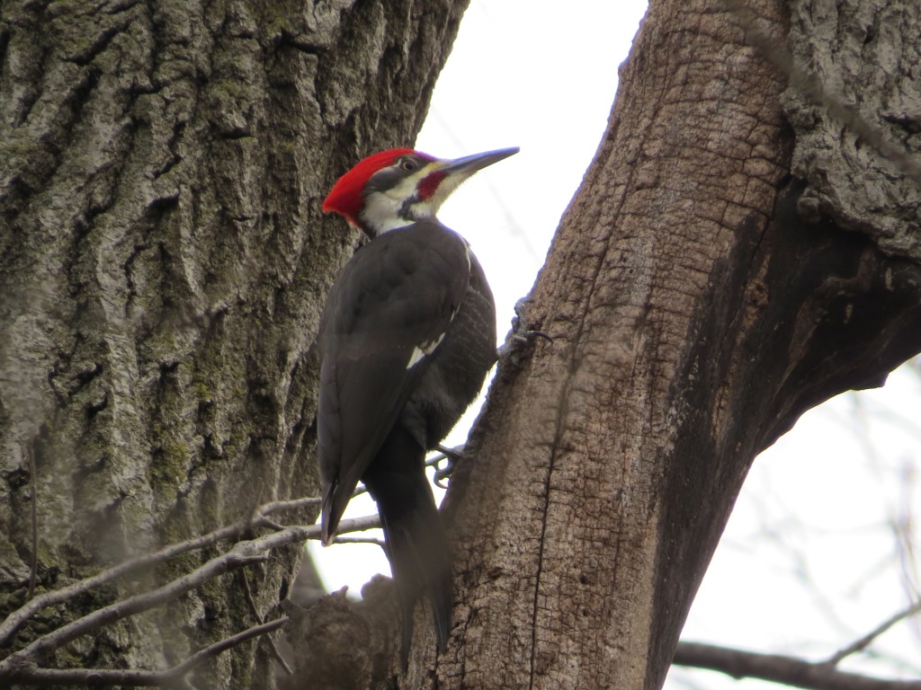 Pileated Woodpecker