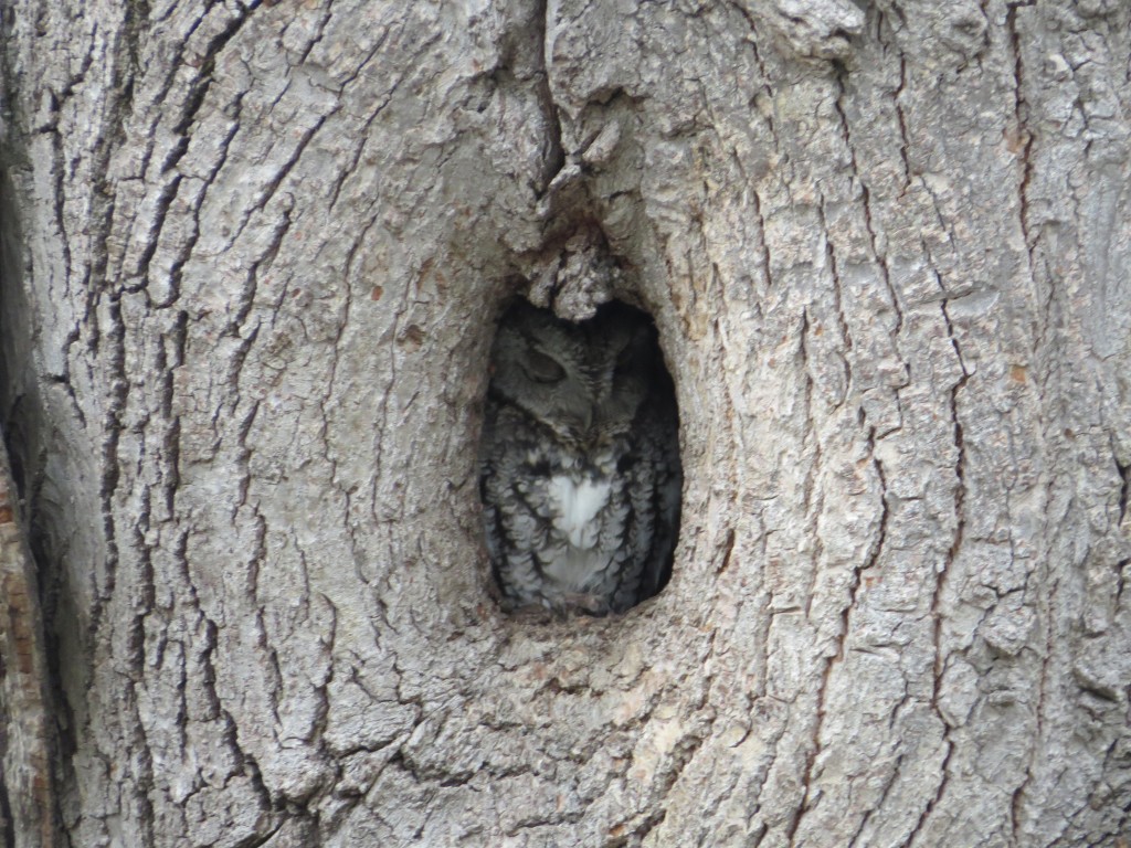 Eastern Screech-Owl