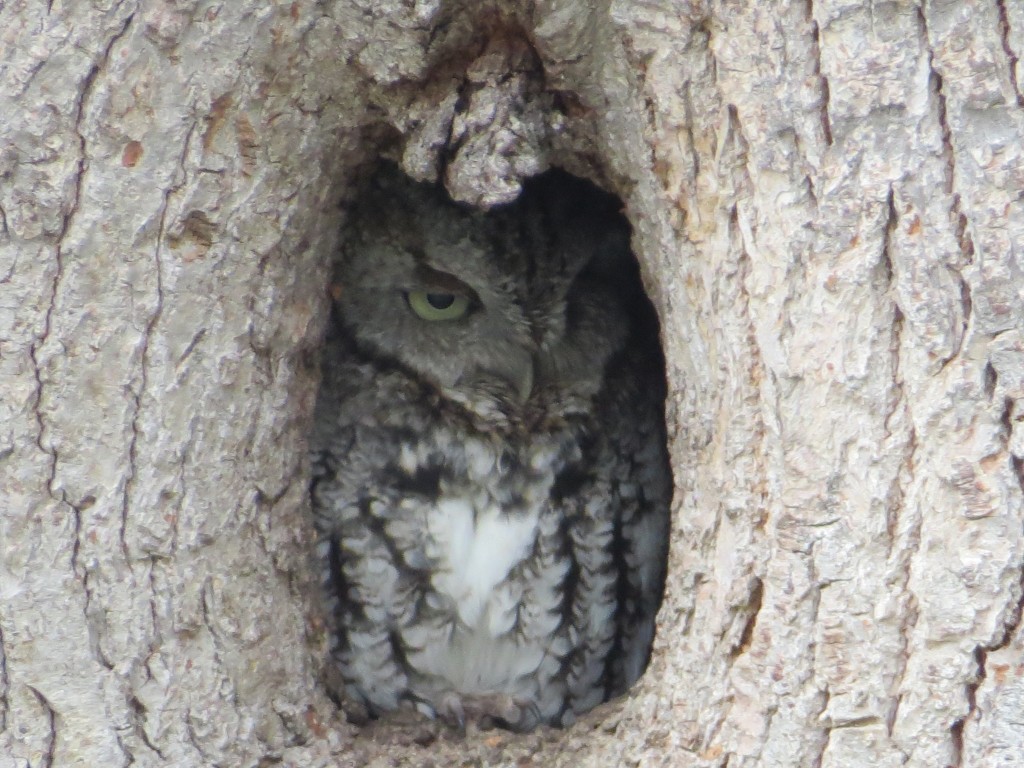 Eastern Screech-Owl