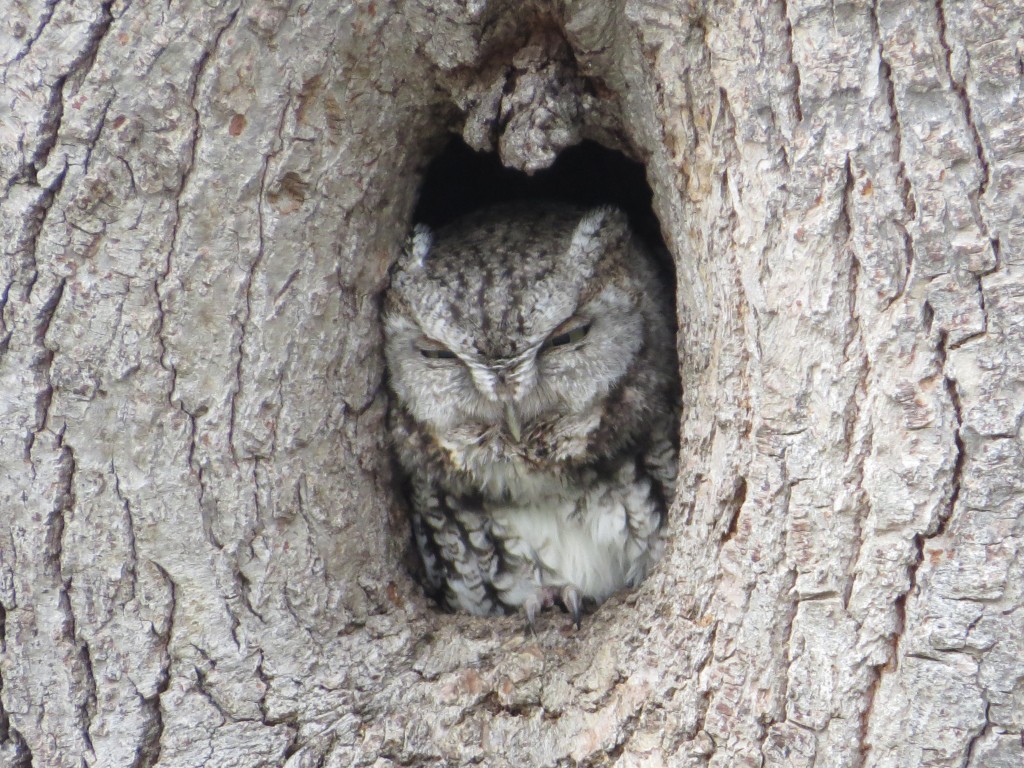 Eastern Screech-Owl