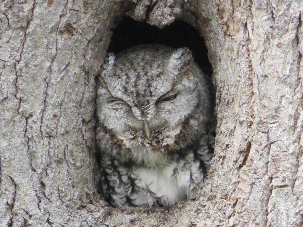 Eastern Screech-Owl