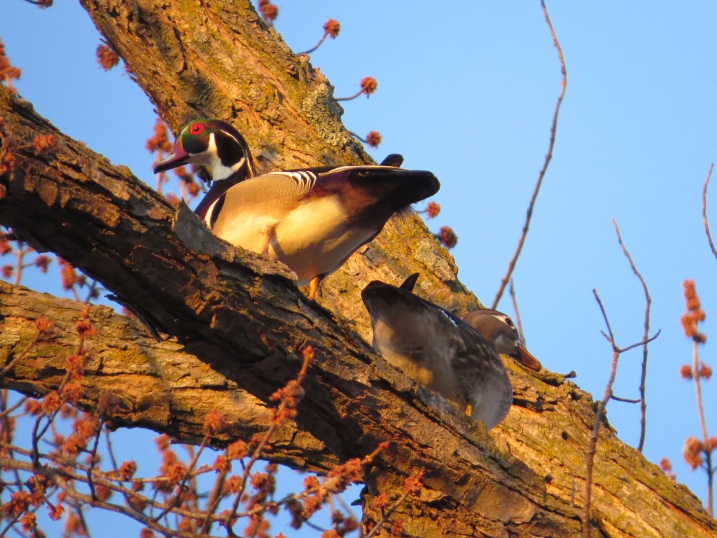 Wood Duck