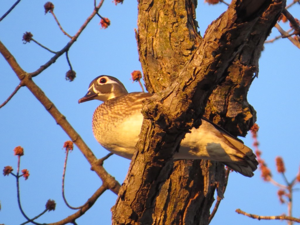 Wood Duck