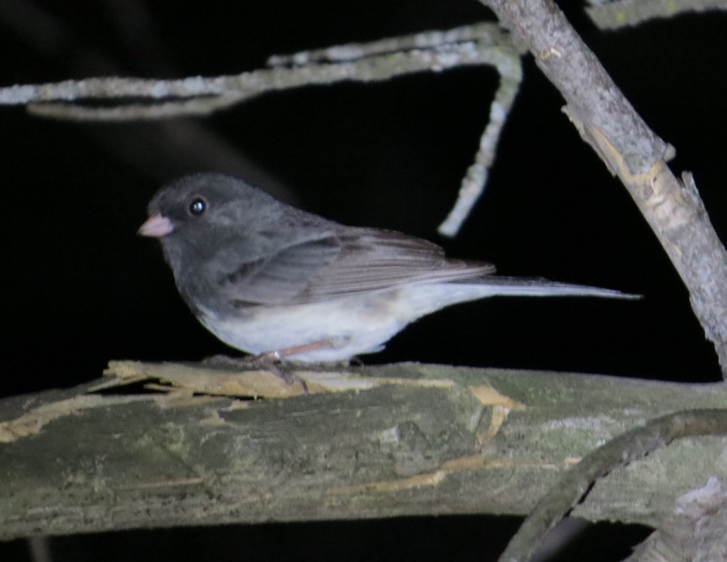 Dark-eyed Junco