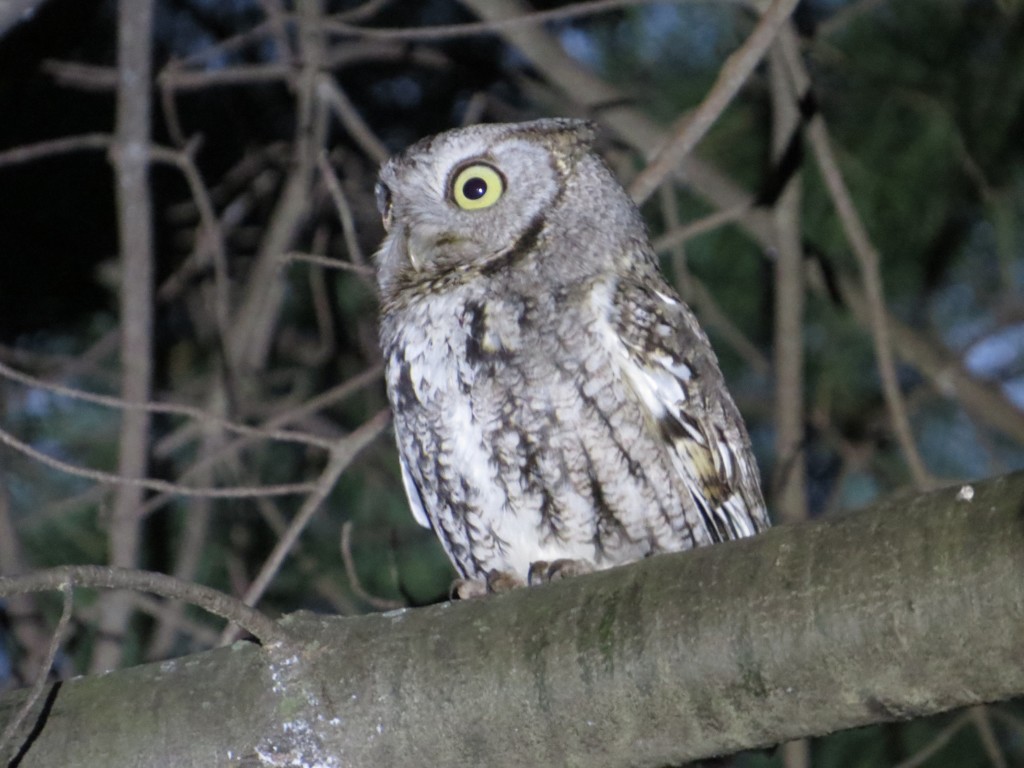 Eastern Screech-Owl