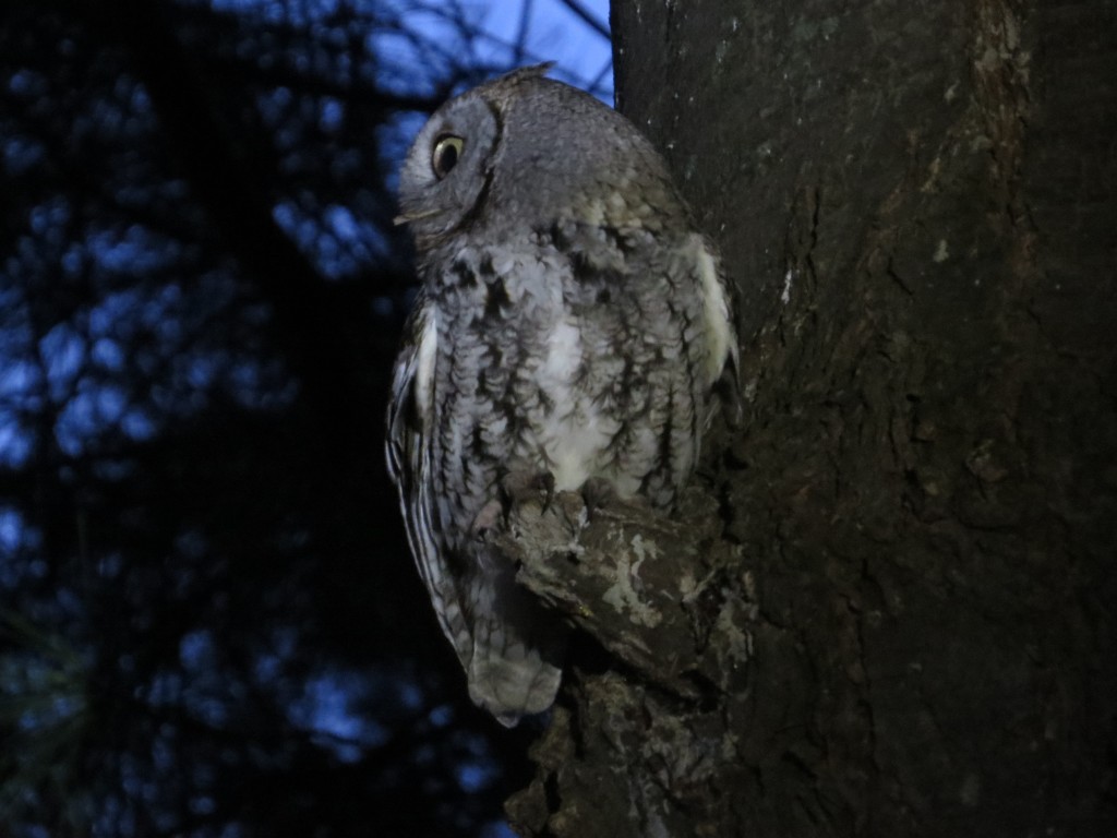 Eastern Screech-Owl