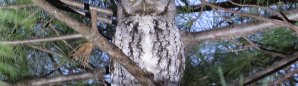 Eastern Screech-Owl