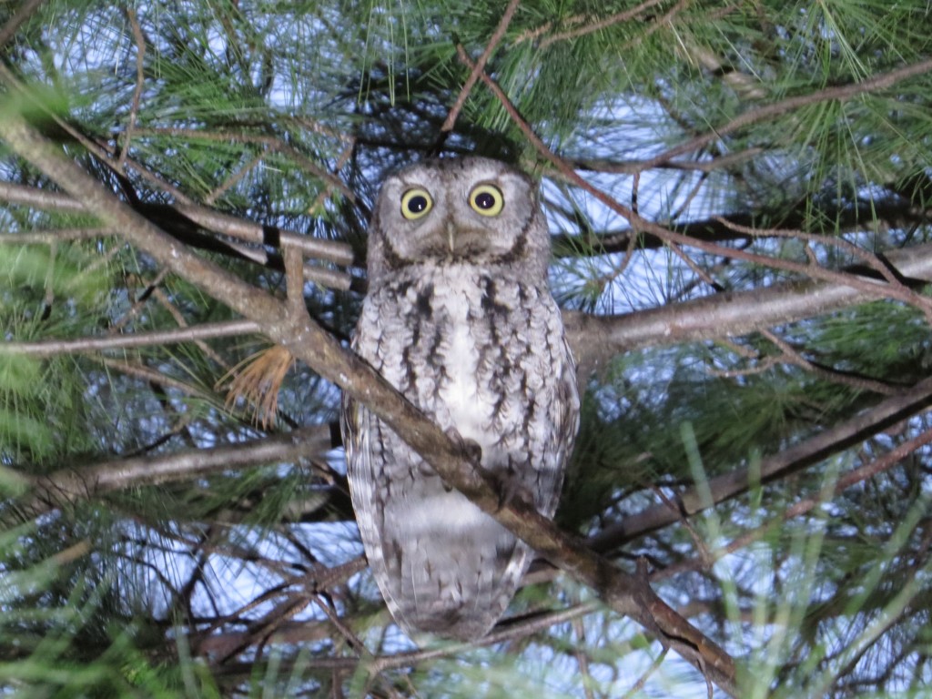 Eastern Screech-Owl