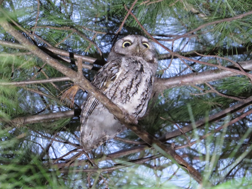 Eastern Screech-Owl