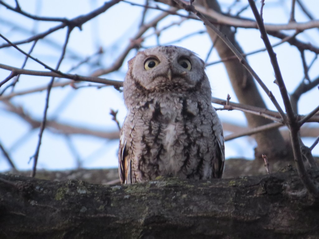 Eastern Screec-Owl