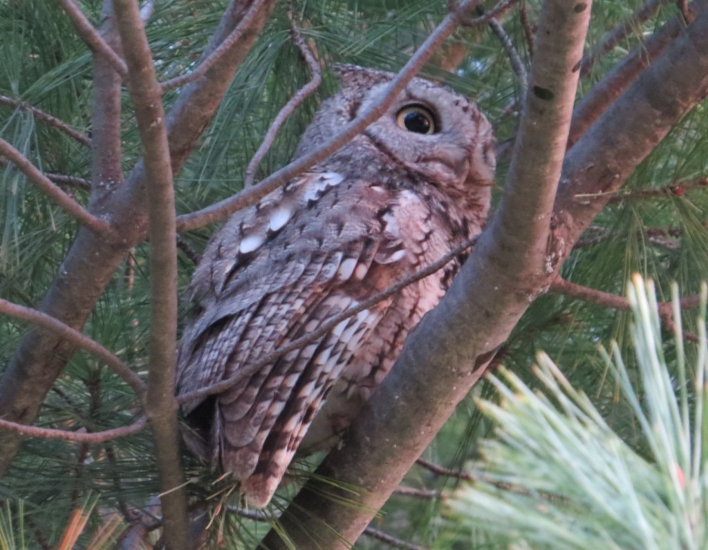 Eastern Screech-Owl