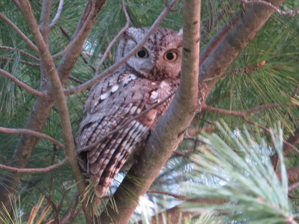 Eastern Screech-Owl