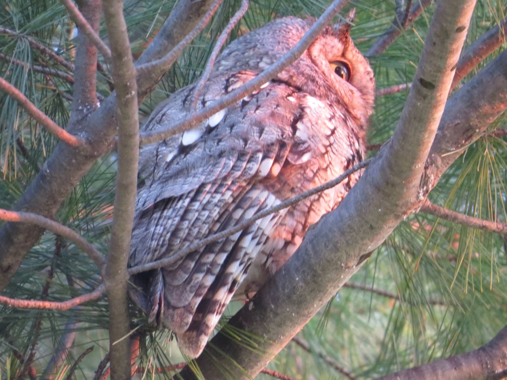 Eastern Screech-Owl