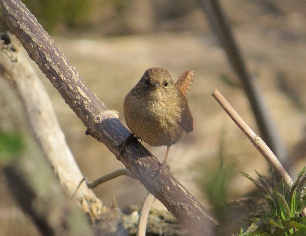 Winter Wren