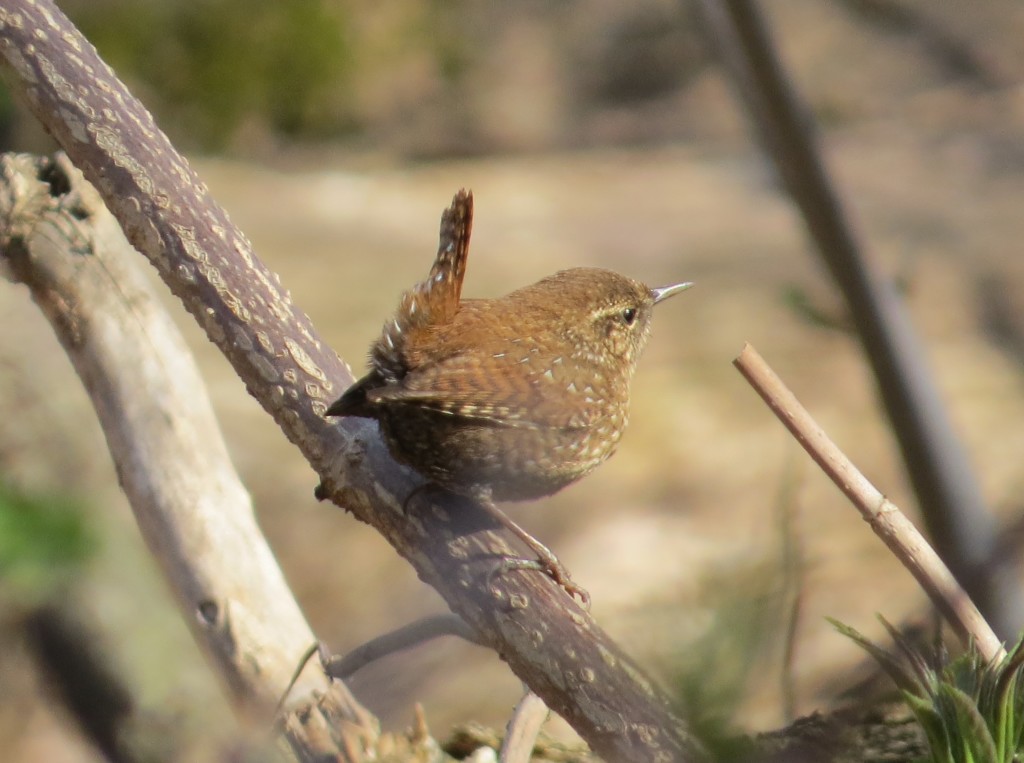 Winter Wren