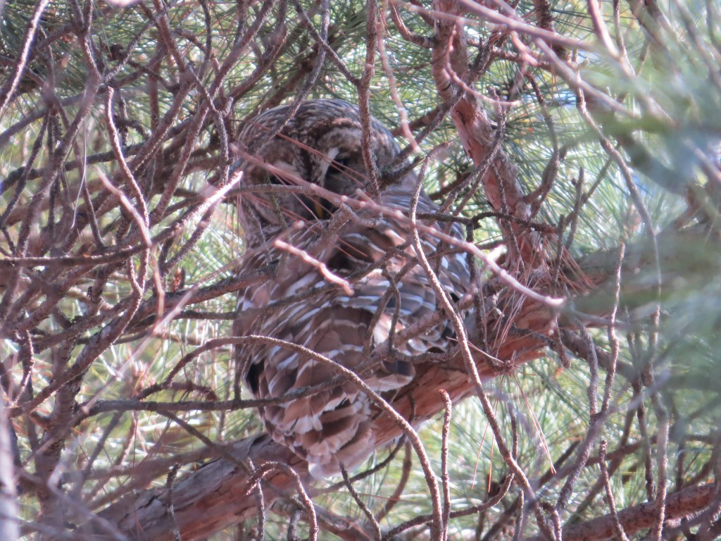 Barred Owl