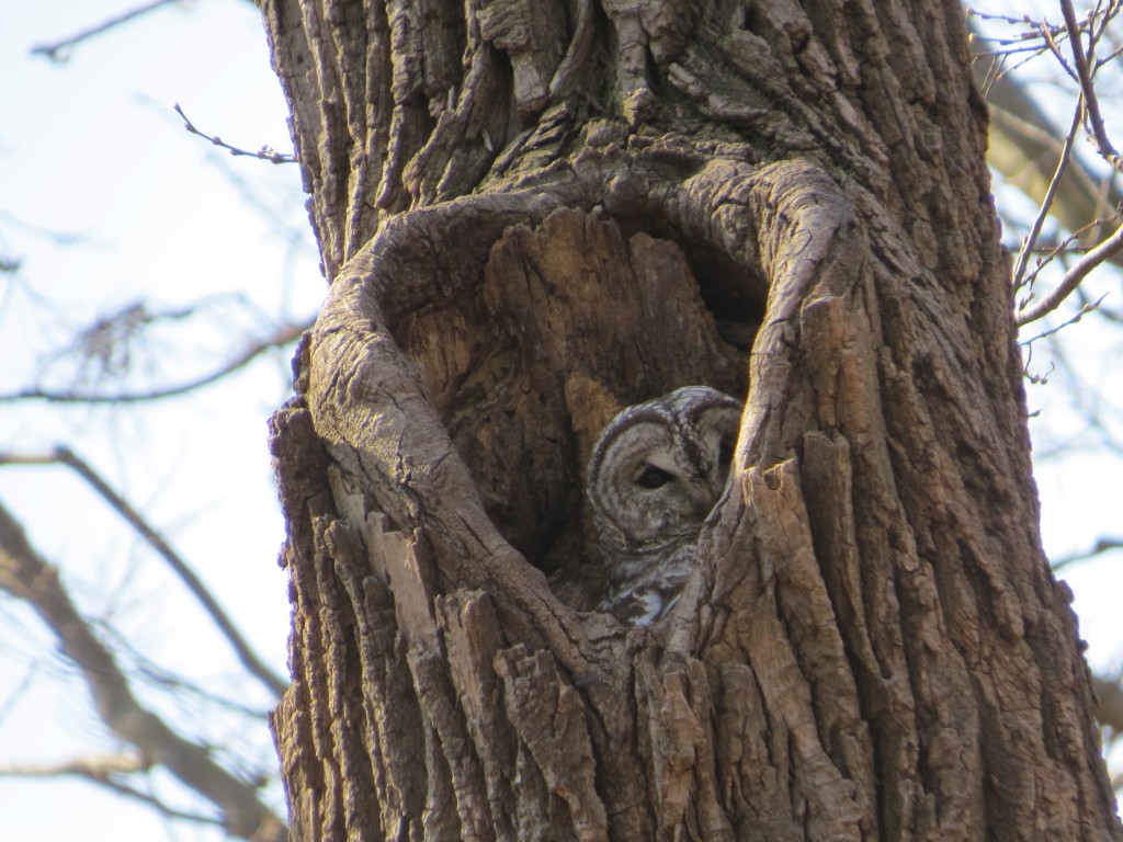 Barred Owl