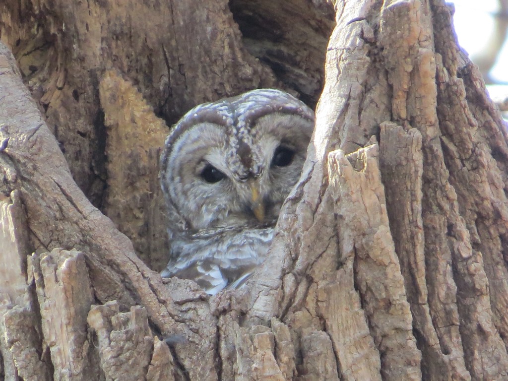 Barred Owl