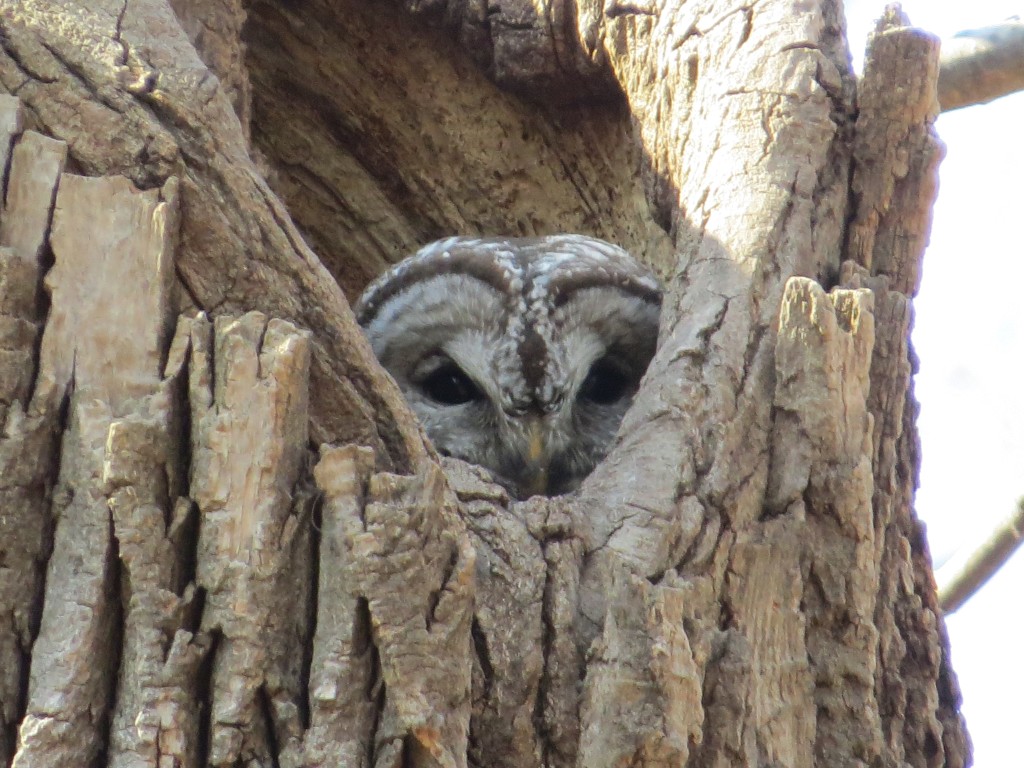 Barred owl