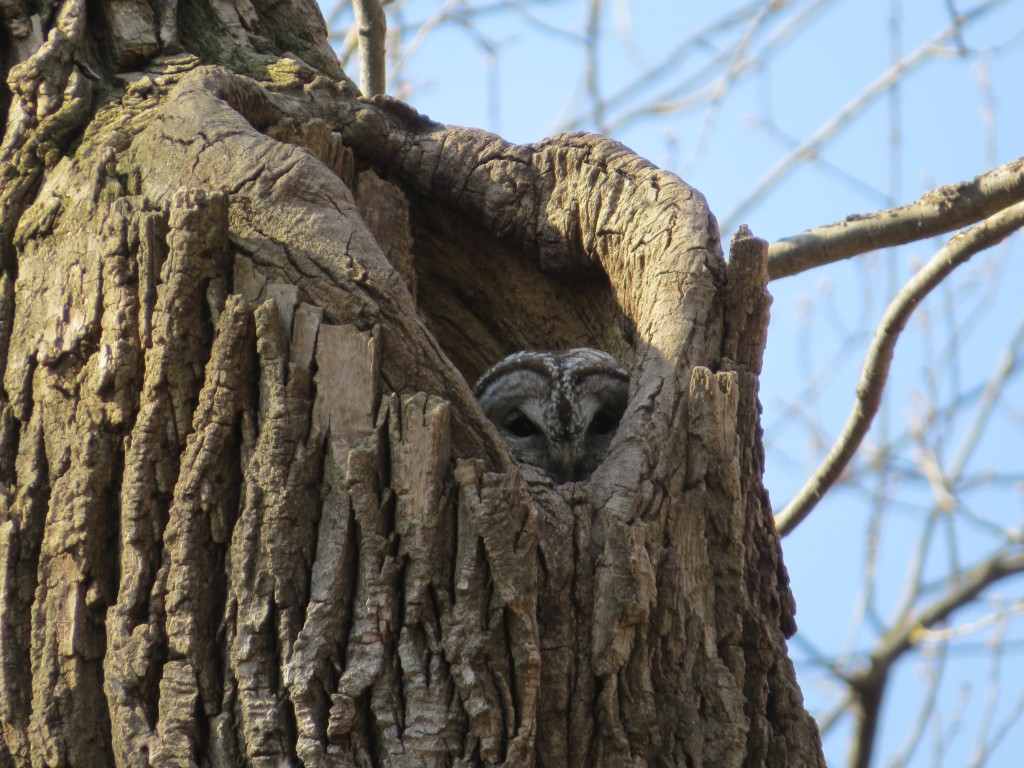 Barred Owl