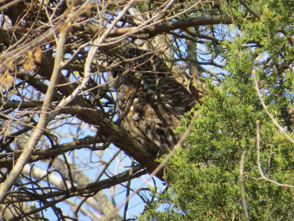 Barred Owl