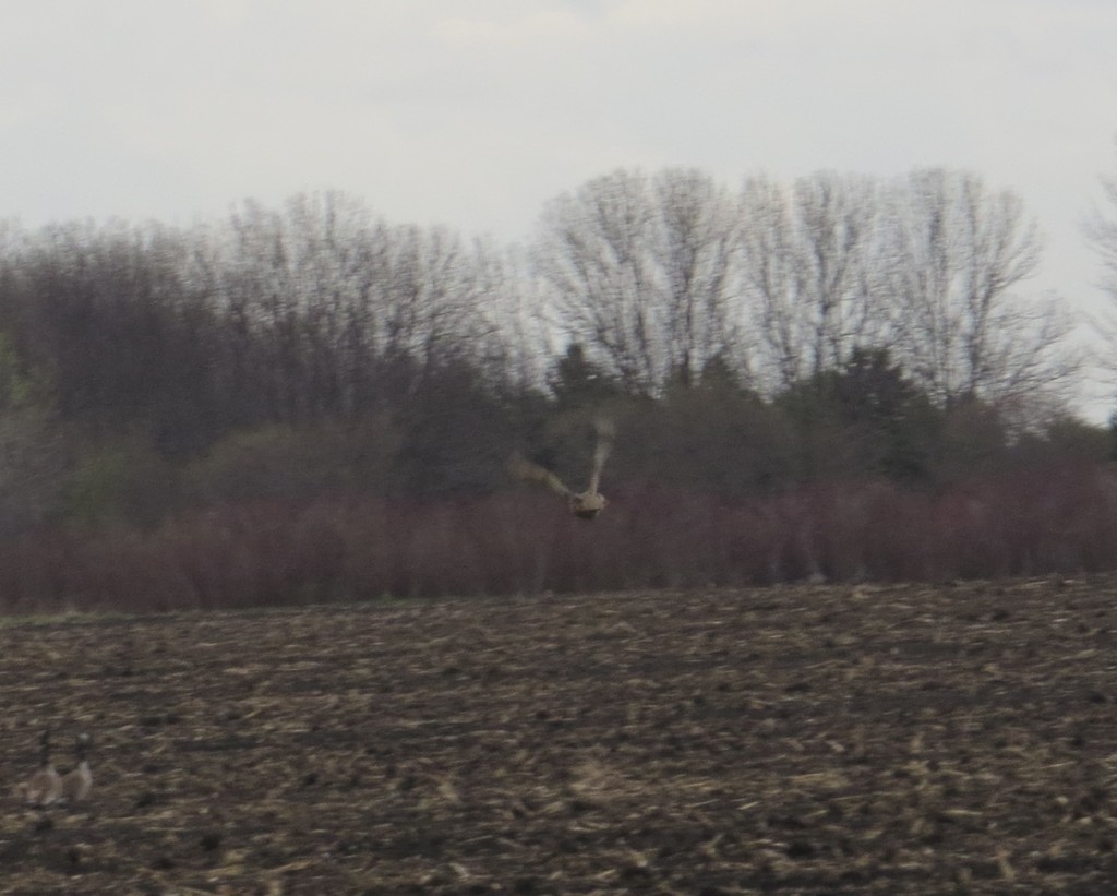 Gray Partridge