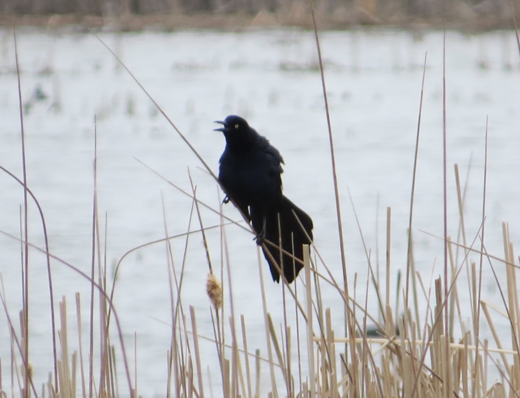 Great-tailed Grackle