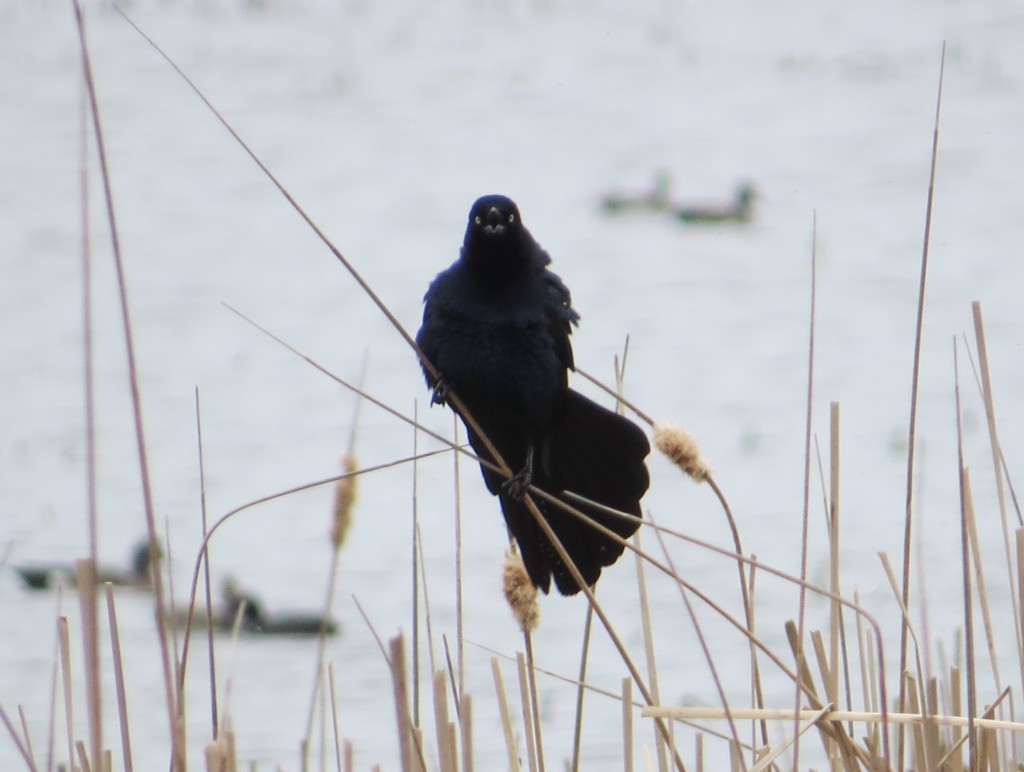 Great-tailed Grackle