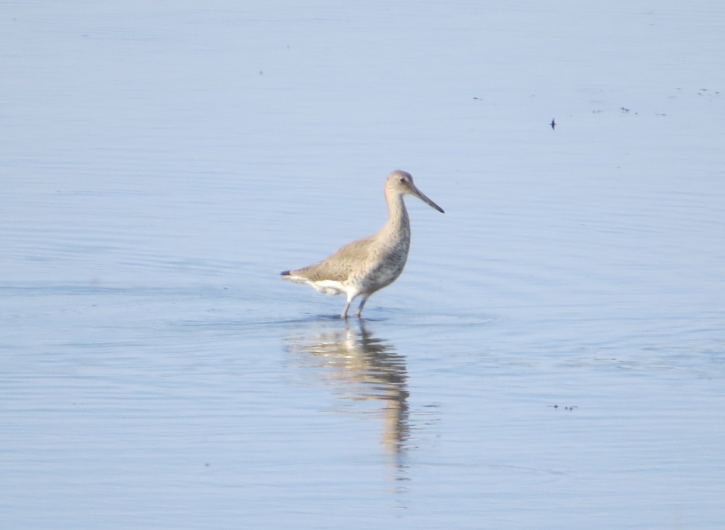 Willet