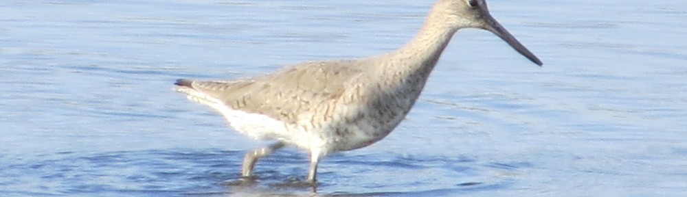 Willet