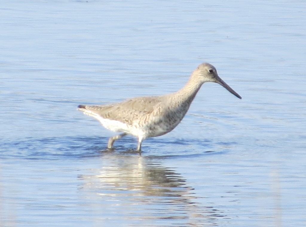 Willet