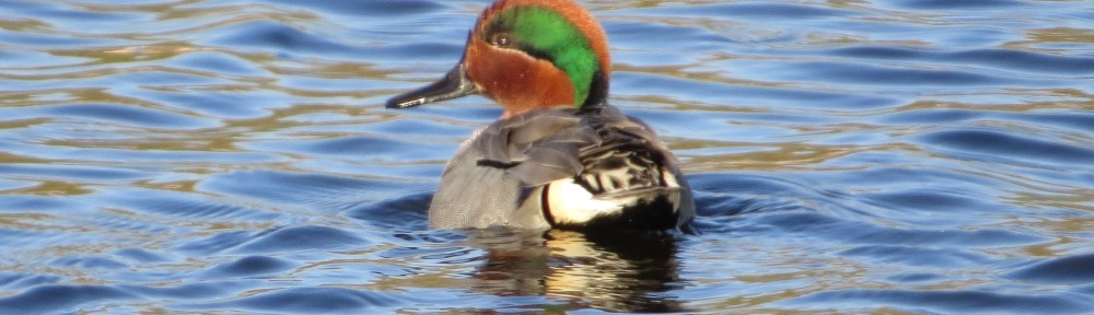 Green-winged Teal