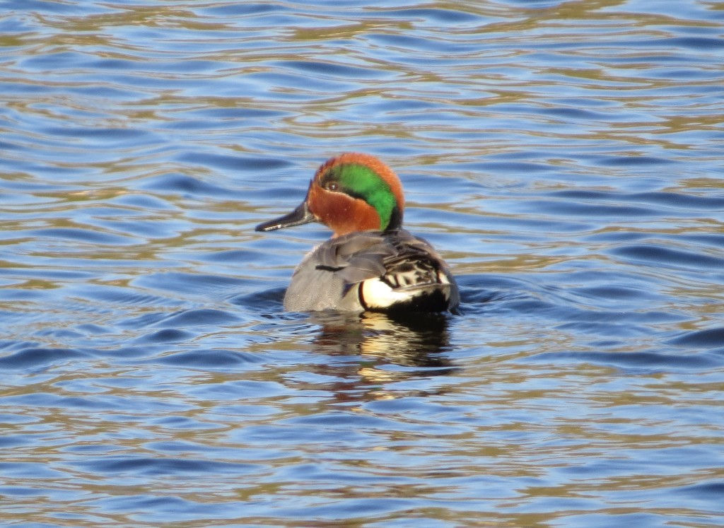 Green-winged Teal