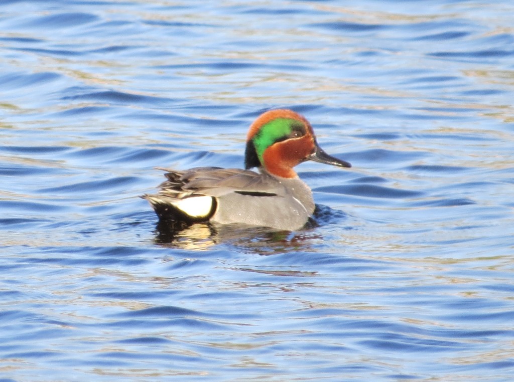 Green-winged Teal