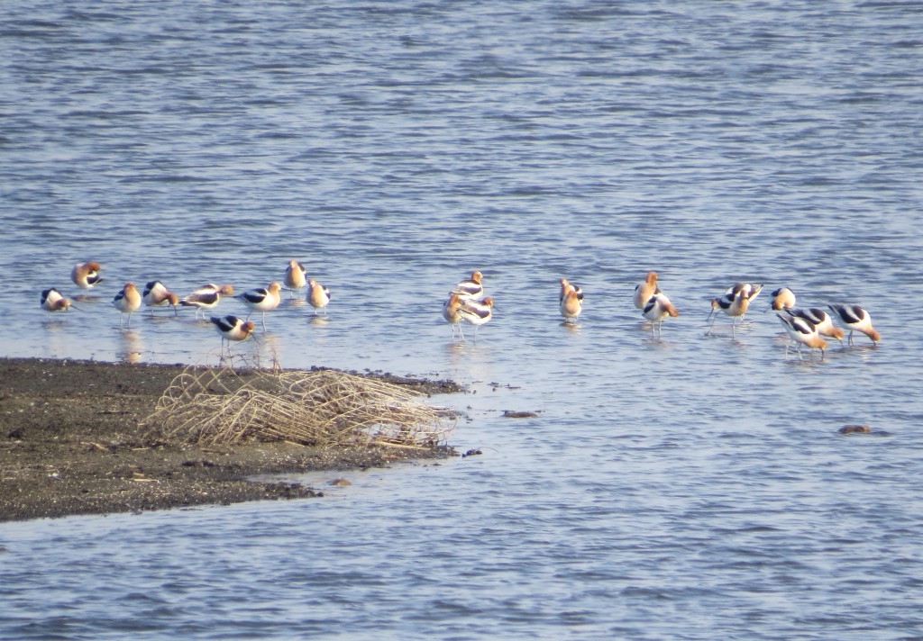 American Avocet