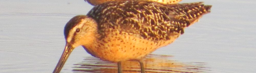 Short-billed Dowitcher