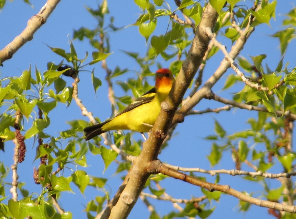 Western Tanager