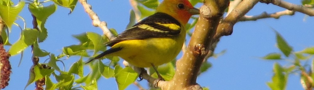 Western Tanager