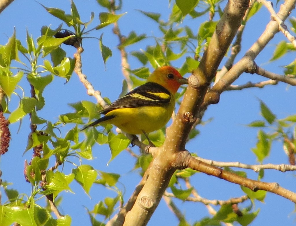 Western Tanager