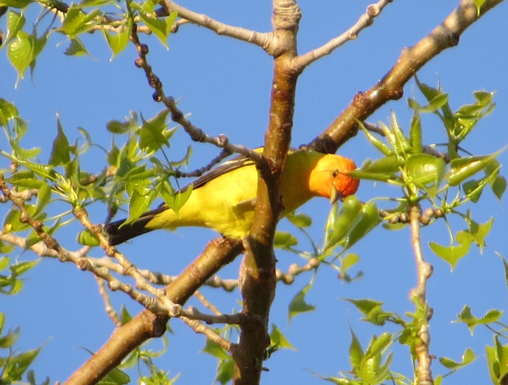 Western Tanager